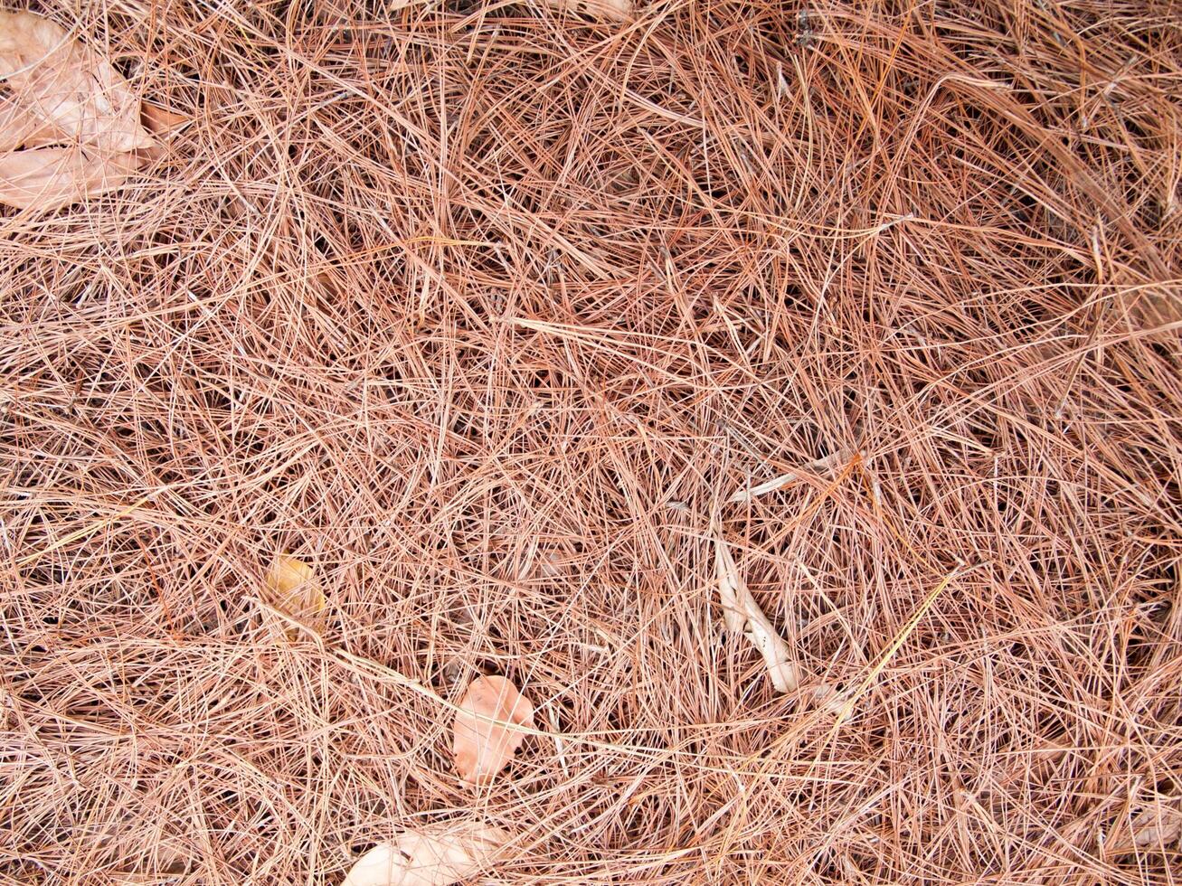 Texture of dry leaves use for backgrounds images photo