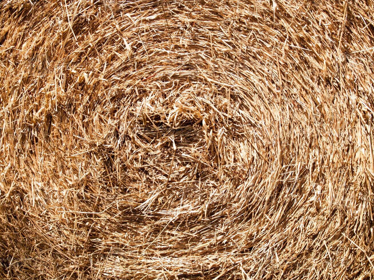 Texture of hay dry leaves that is circle use for backgrounds images photo