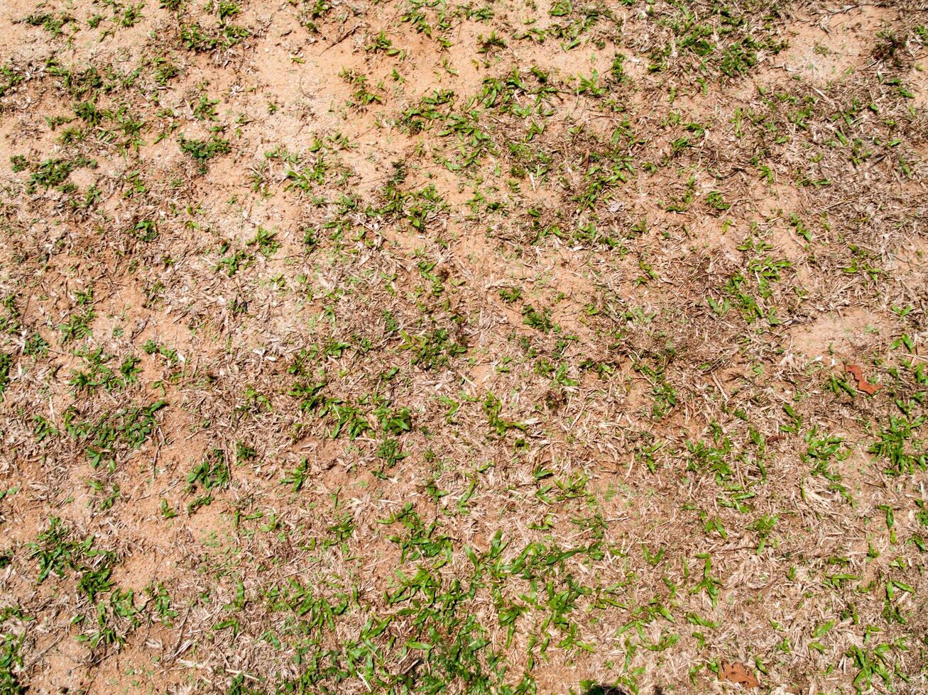 The ground with smaller grasses use for background photo