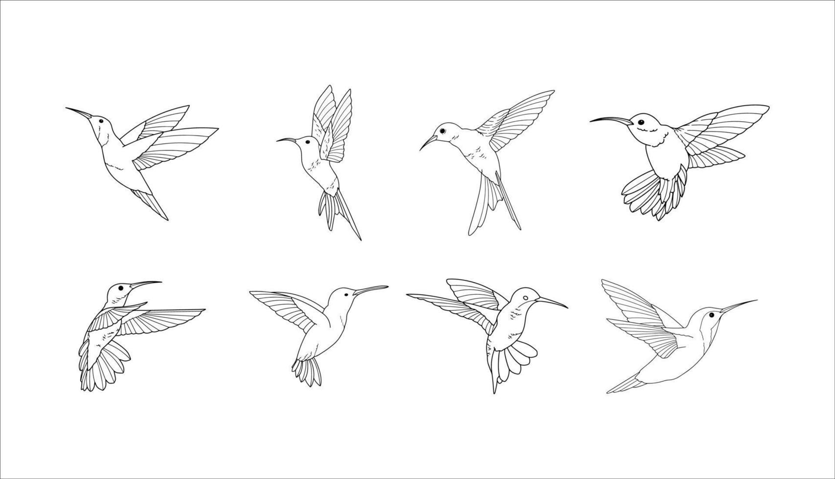 conjunto de vectores de ilustraciones de colibrí