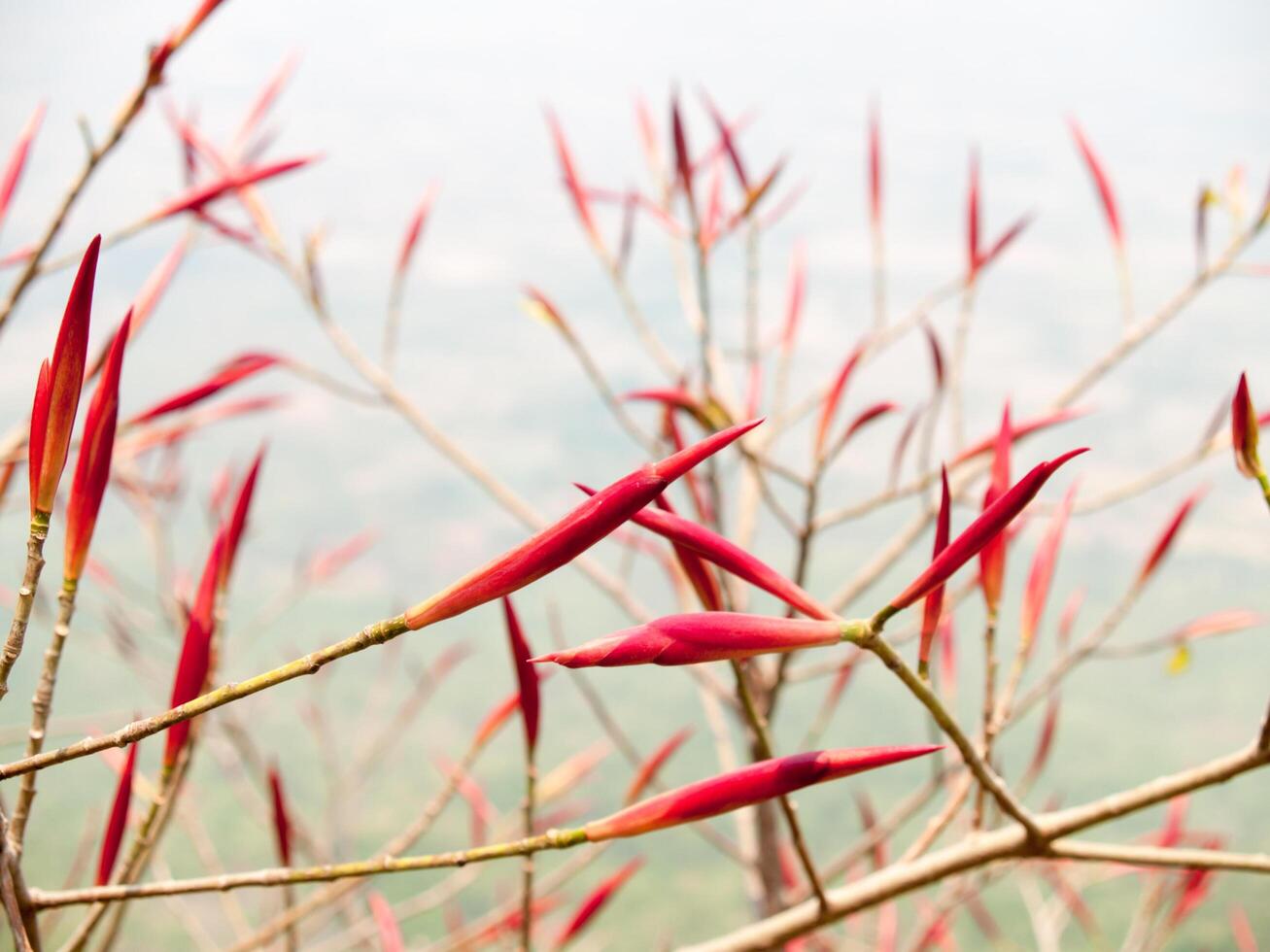 The close-up image of red flowers with background out of focus photo