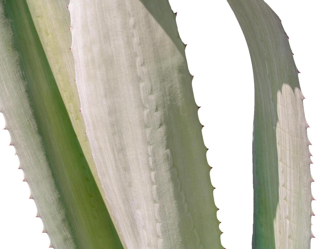 Closeup of thorny agave leaves with Isolated on white background photo