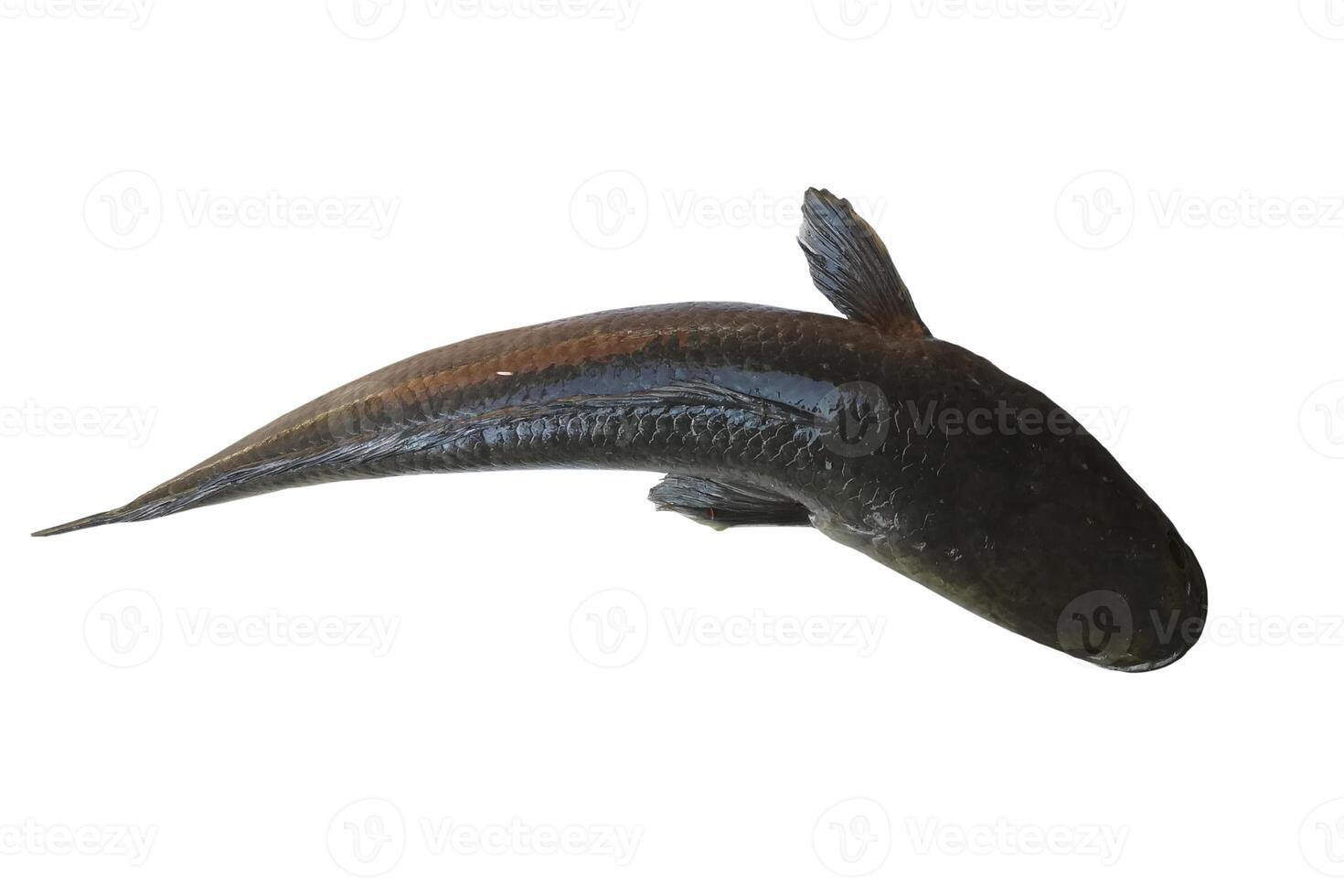 Striped snakehead fish Isolated on white background, Close up of striped snakehead fish photo