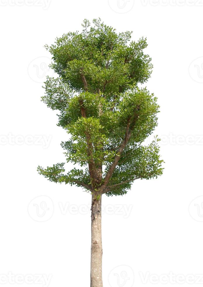 árbol verde aislado sobre fondo blanco foto