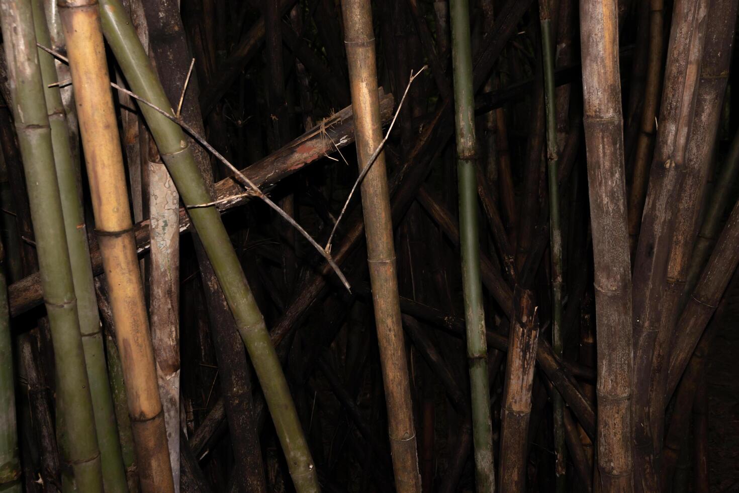 Dried bamboo and green bamboo with background in the dark tone. Sensitive focus. photo