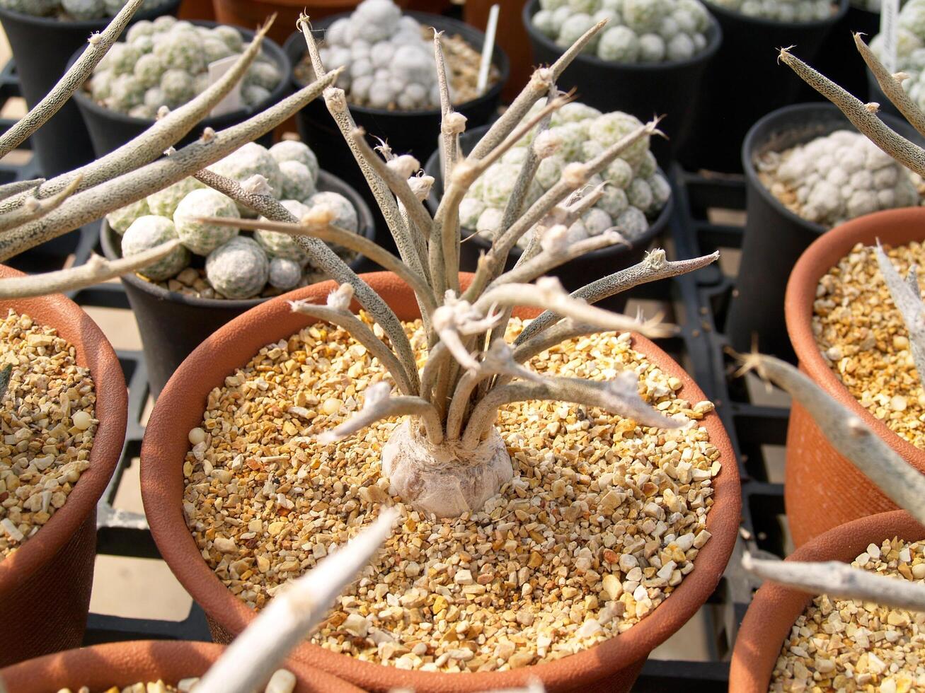 Small trees that grow out of shoots that are in brown plant pots and have small stones in plant pots photo