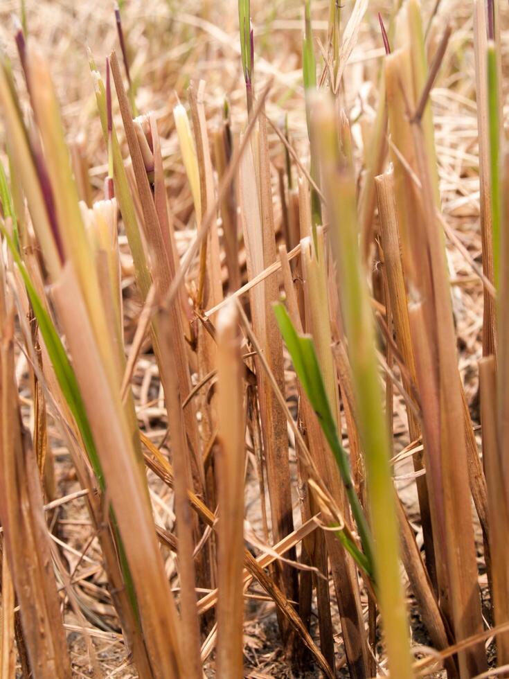 The straw dry in the field with a blurred background photo