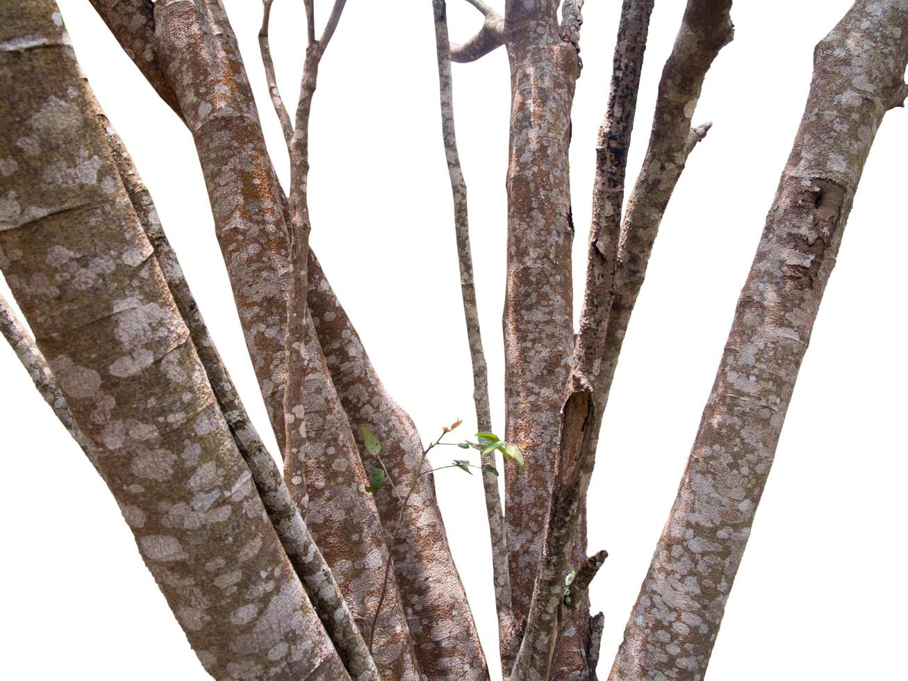 Dry branch with sunlight, Isolated on white background photo