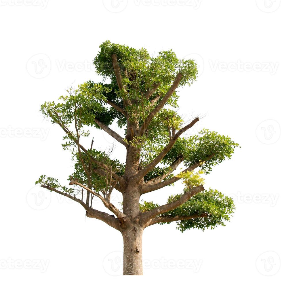 árbol verde aislado sobre fondo blanco foto