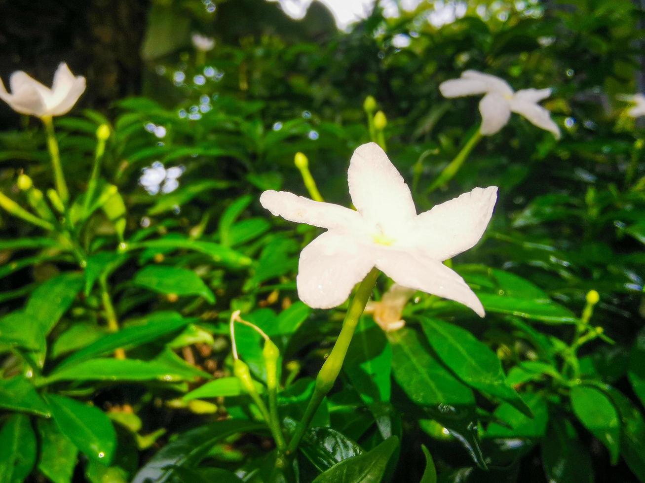 Closeup of lonely white flowers photo
