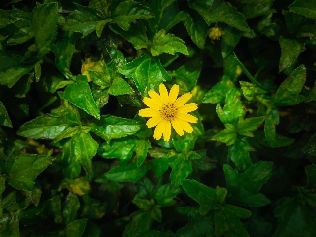 yellow flowers on green leaves, top view, close-up photo