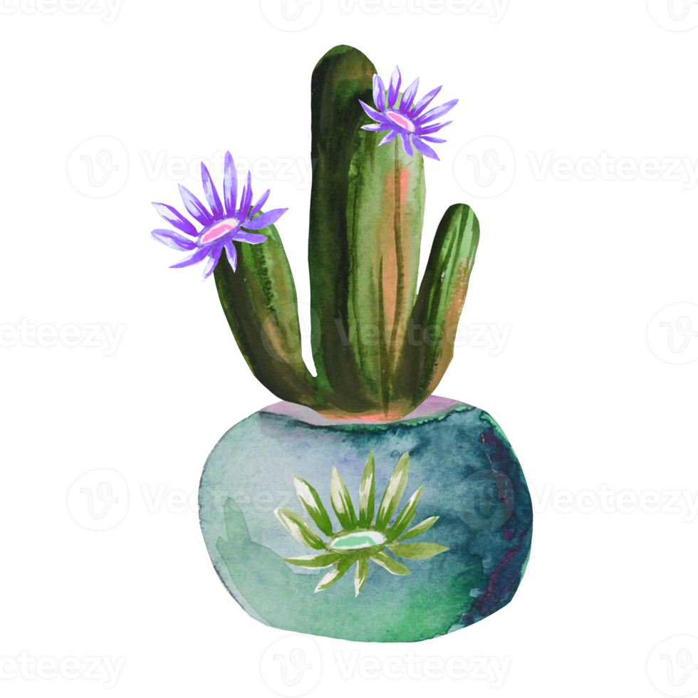 flowering cactus in a pot png