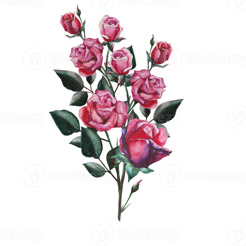 bouquet of roses watercolor illustration png