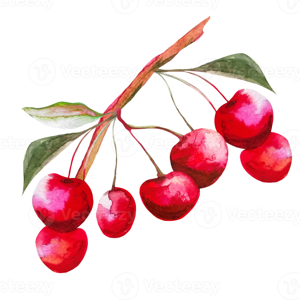 cherry watercolor illustration png