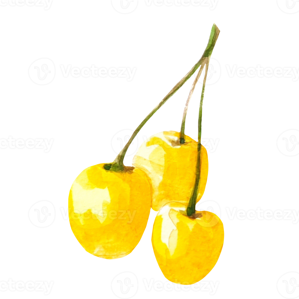 cherry  watercolor illustration png