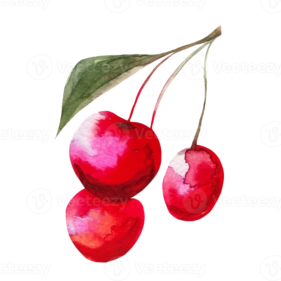 cherry watercolor illustration png