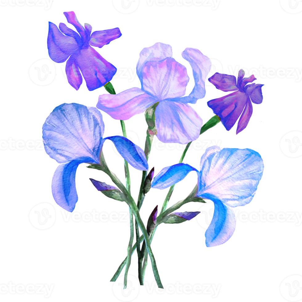 illustration de bouquet d'iris bleus png