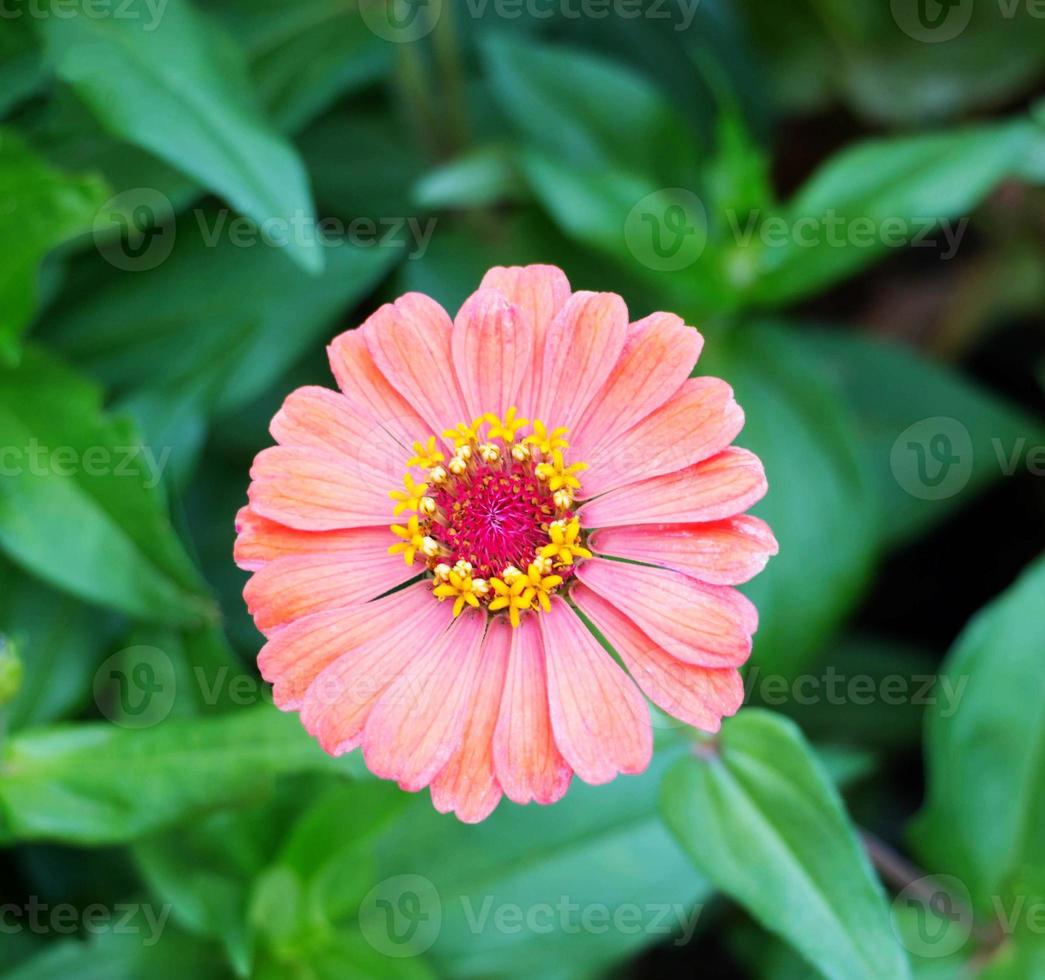 fresh zinnia flower in garden photo