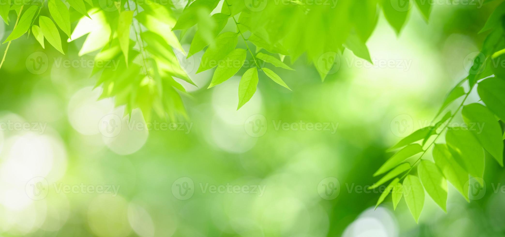 Closeup of beautiful nature view green leaf on blurred greenery background in garden with copy space using as background cover page concept. photo