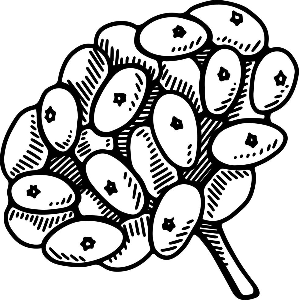 bayas de ginseng silvestre dibujadas a mano aisladas sobre fondo blanco. ilustración de vector botánico en estilo de boceto para embalaje, logotipo, diseño de artículos científicos