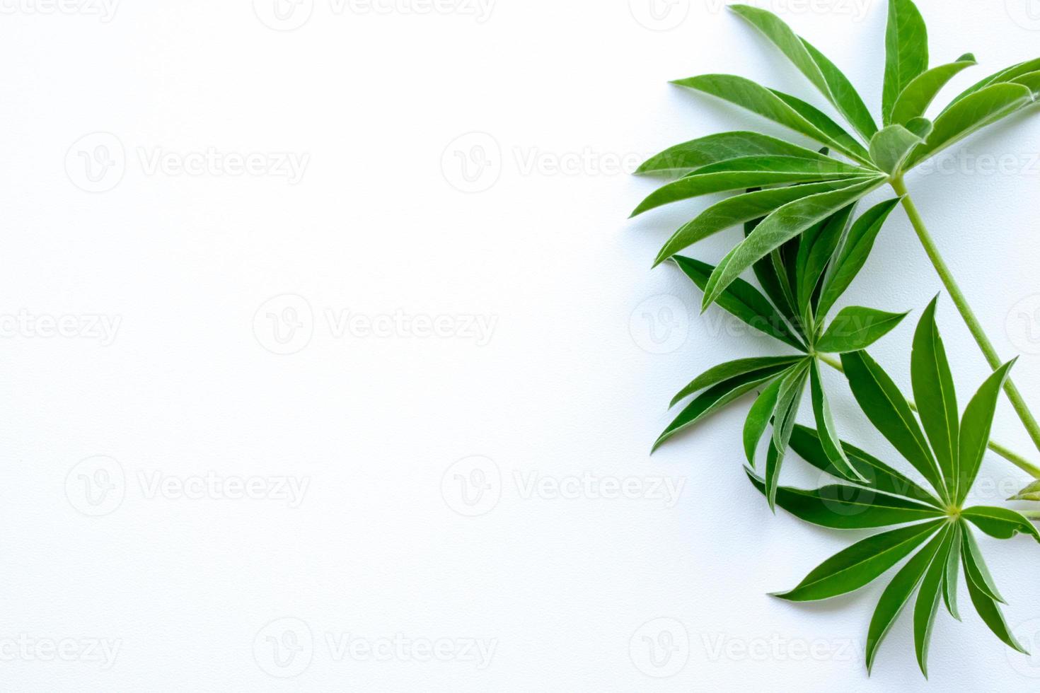 green leaf branches on white background. flat lay, top view. photo