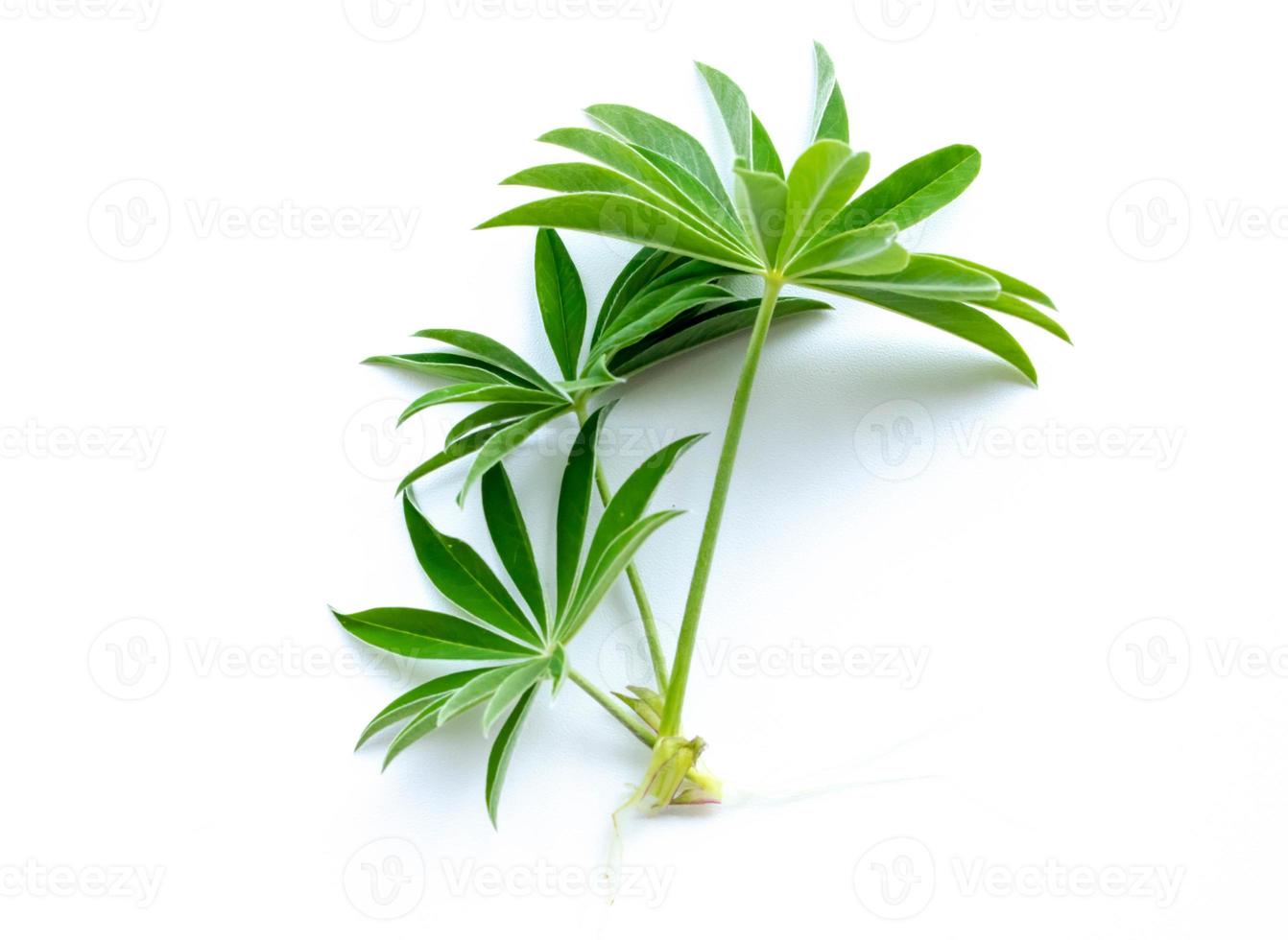 green sprouts plant on a white background photo