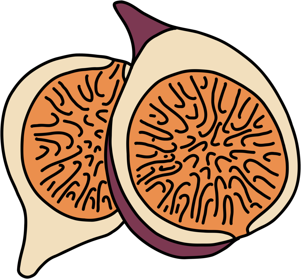 doodle freehand sketch drawing of fig fruit. png