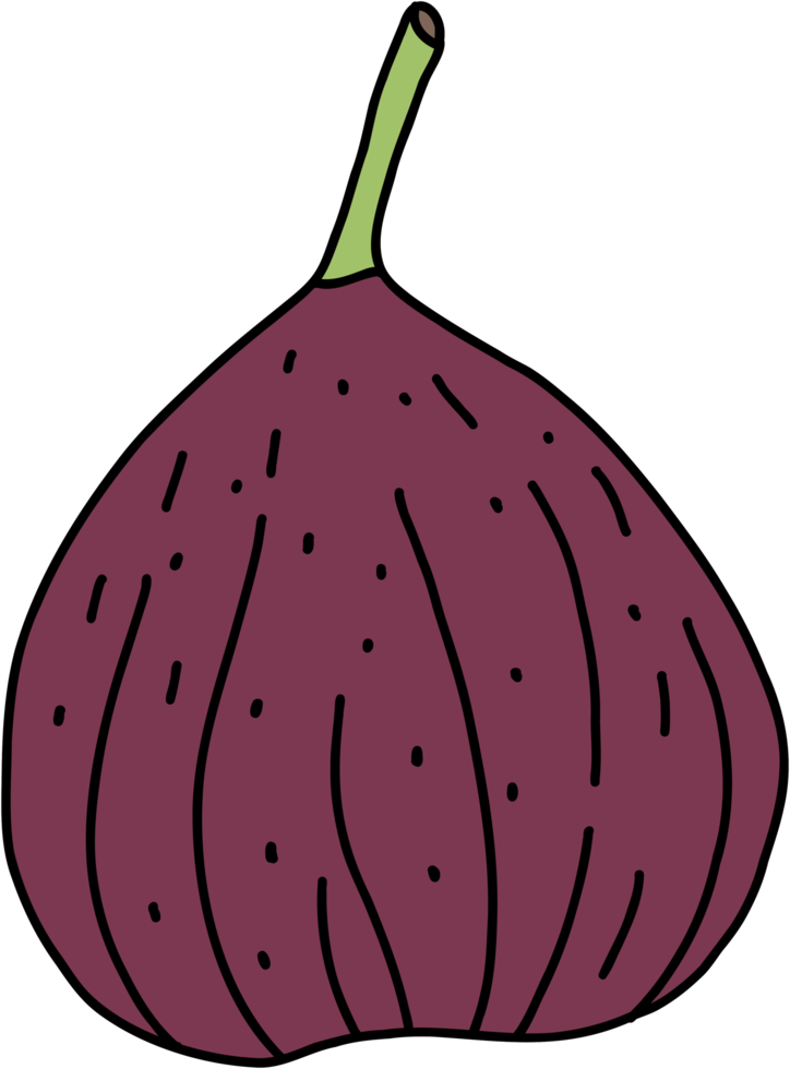 doodle desenho à mão livre de fruta figo. png