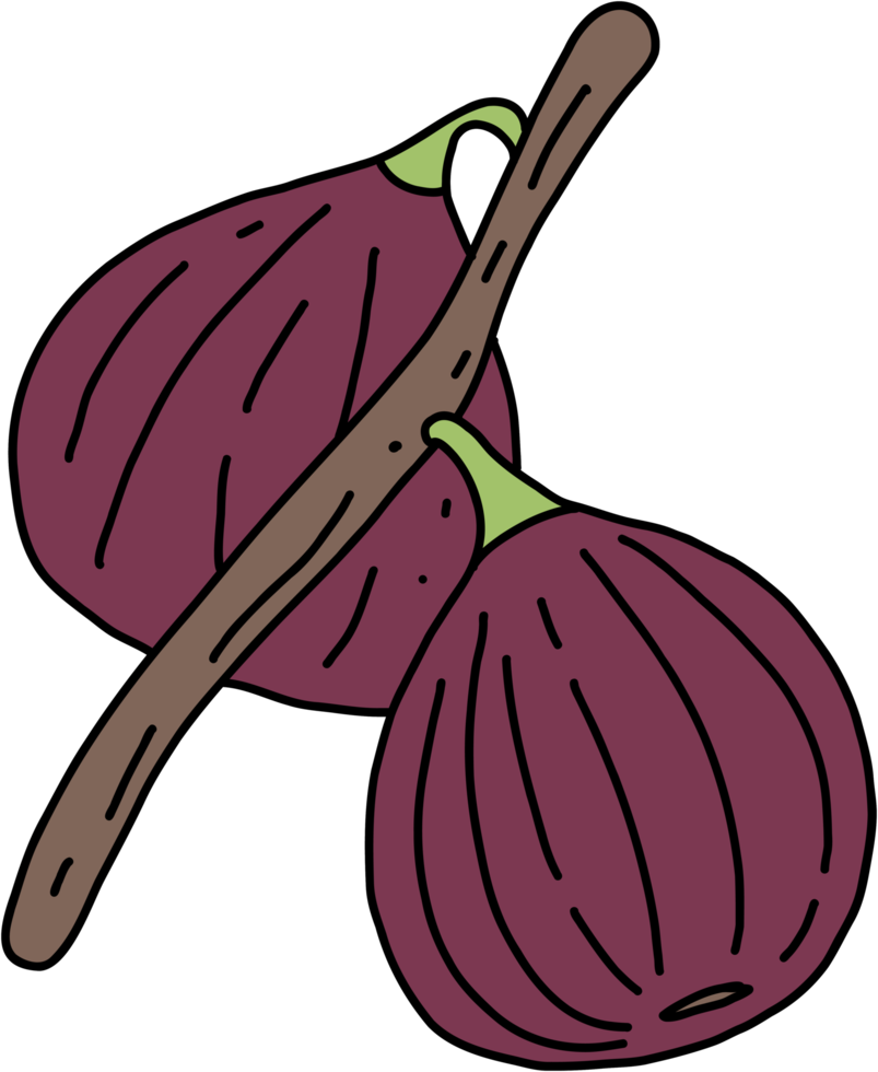 doodle freehand sketch drawing of fig fruit. png