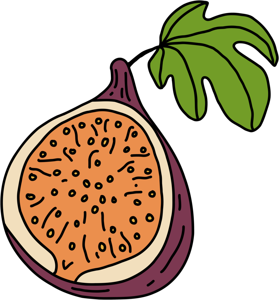 doodle freehand sketch drawing of fig fruit. png