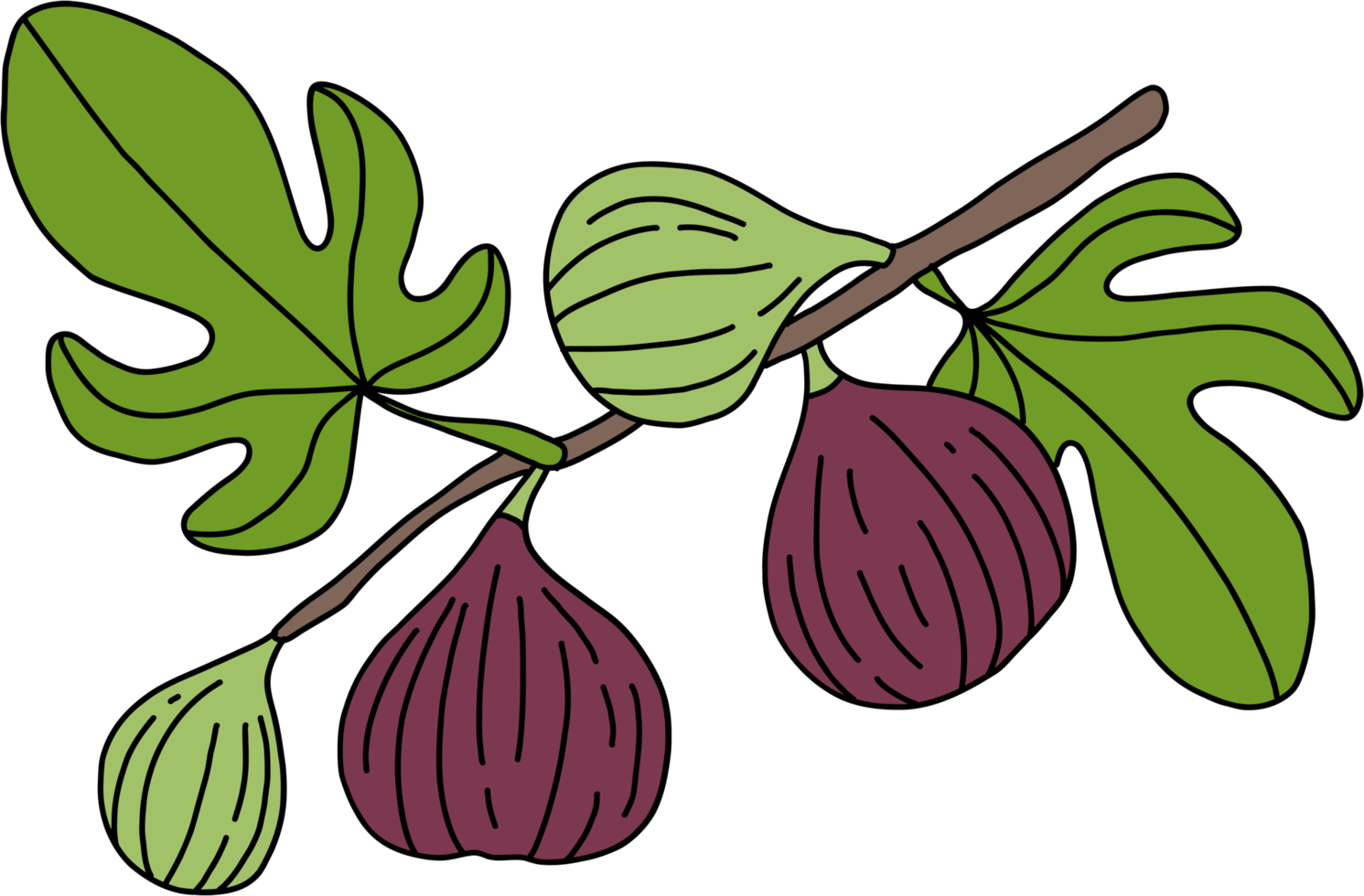 doodle croquis à main levée dessin de figues. png