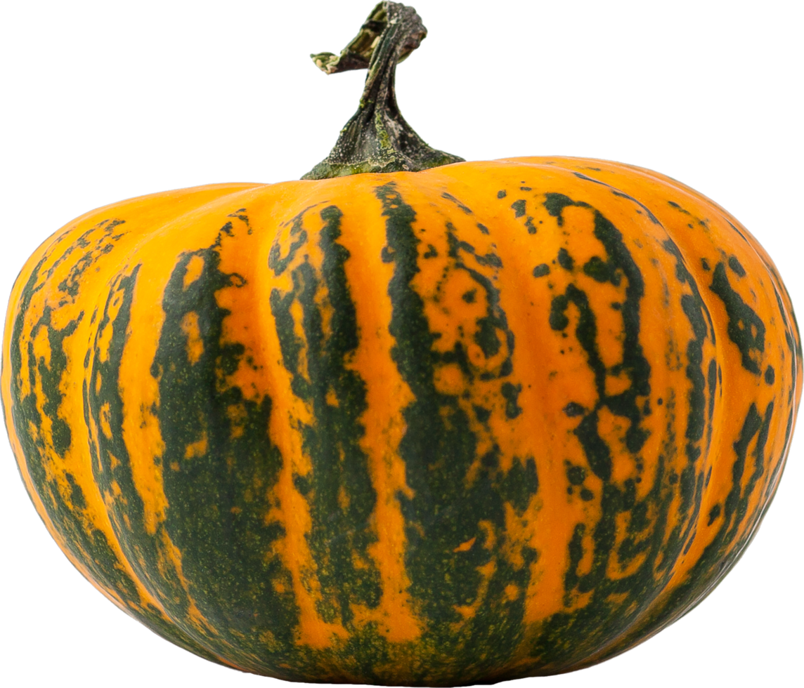 isolated pumpkin fruit on transparent background. png