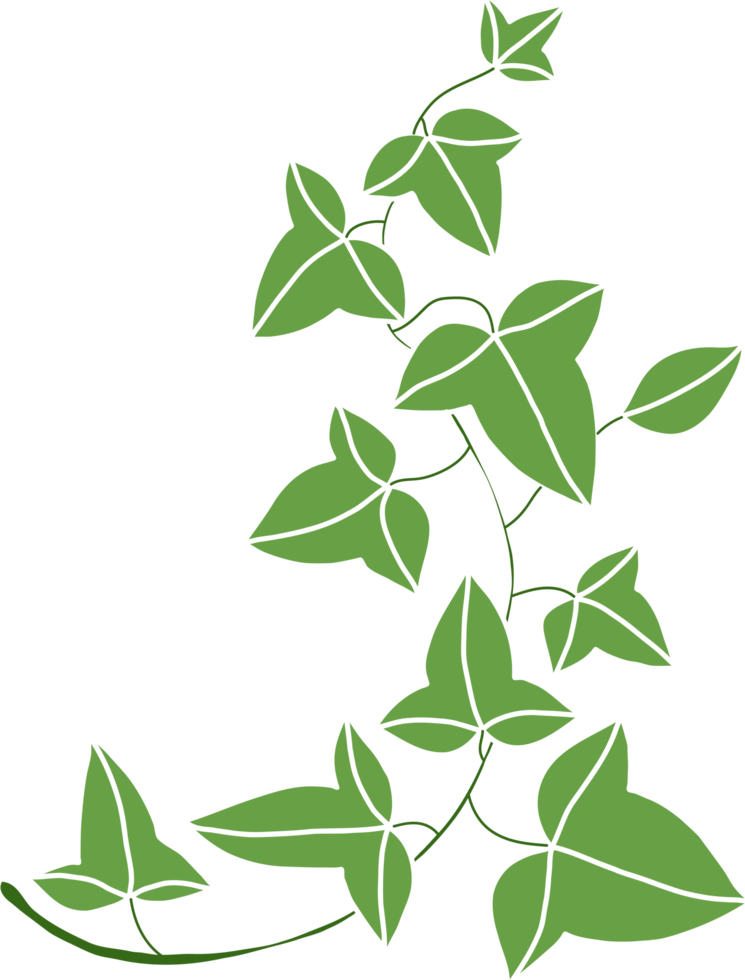 simplicity ivy freehand drawing flat design png