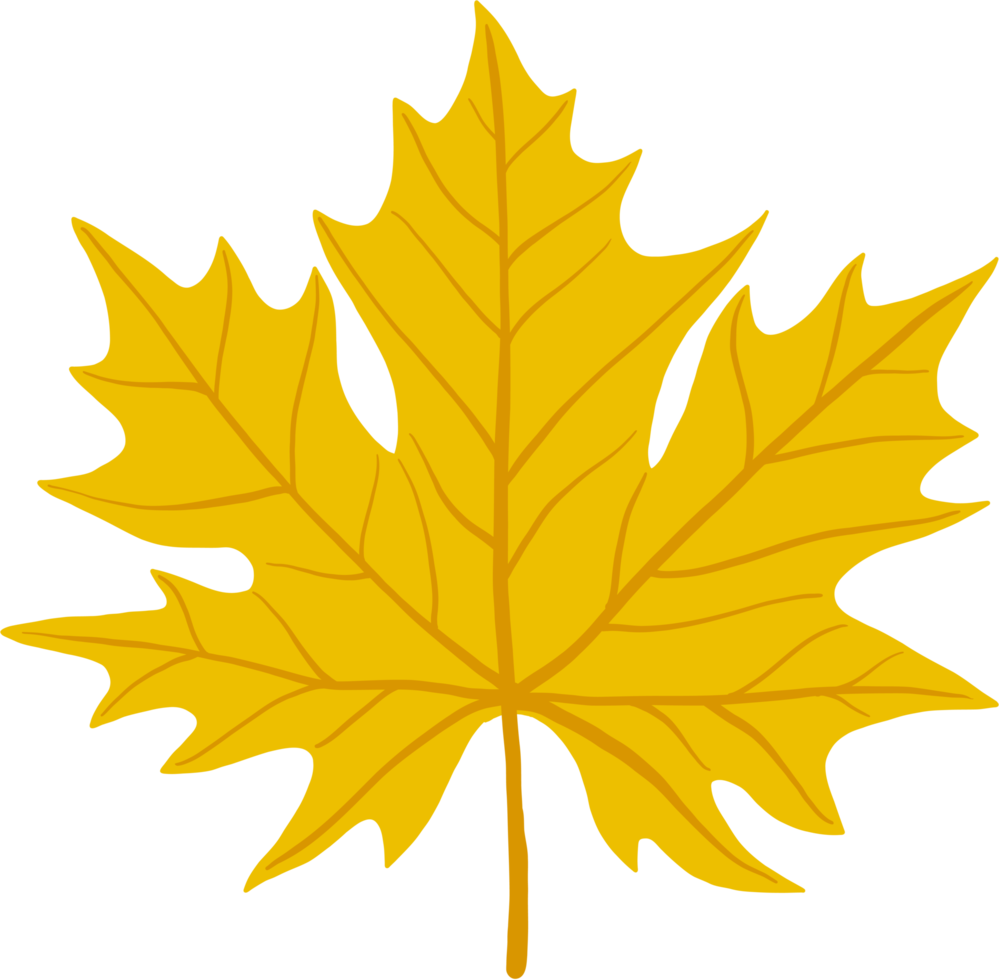 simplicity maple leaf freehand drawing flat design. png