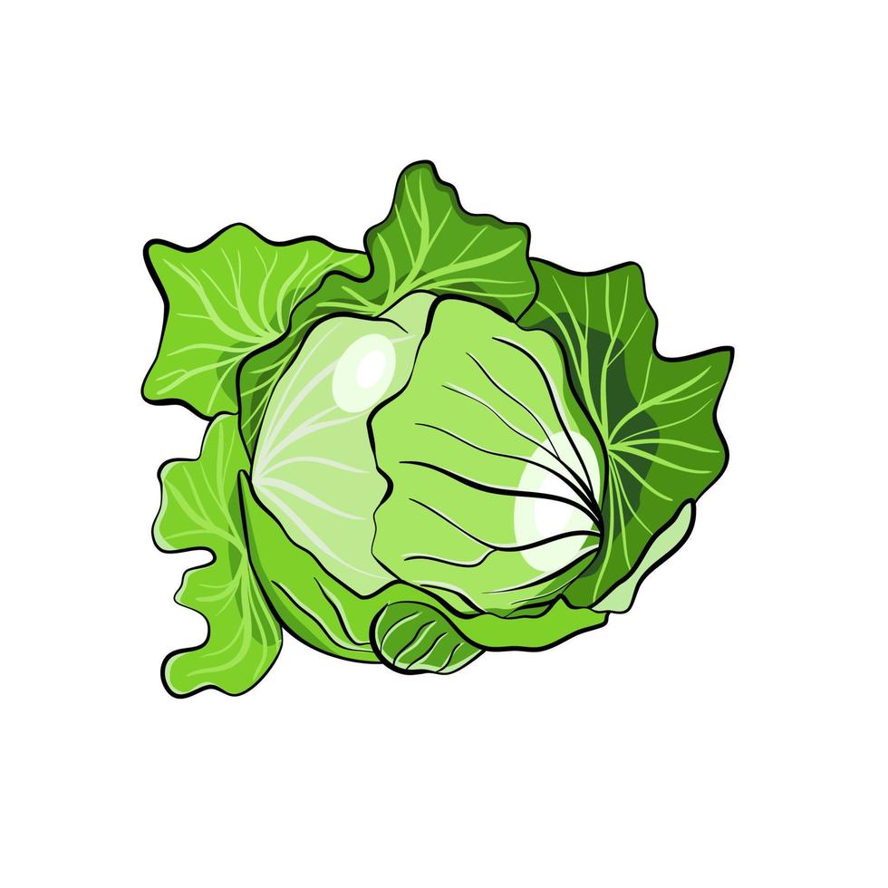 Green cabbage vegetable vector illustration