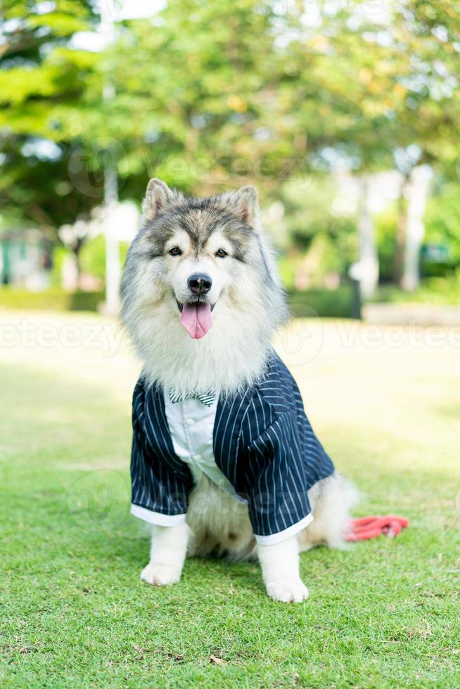 siberian husky dog with clothes 11705676 Stock Photo at Vecteezy