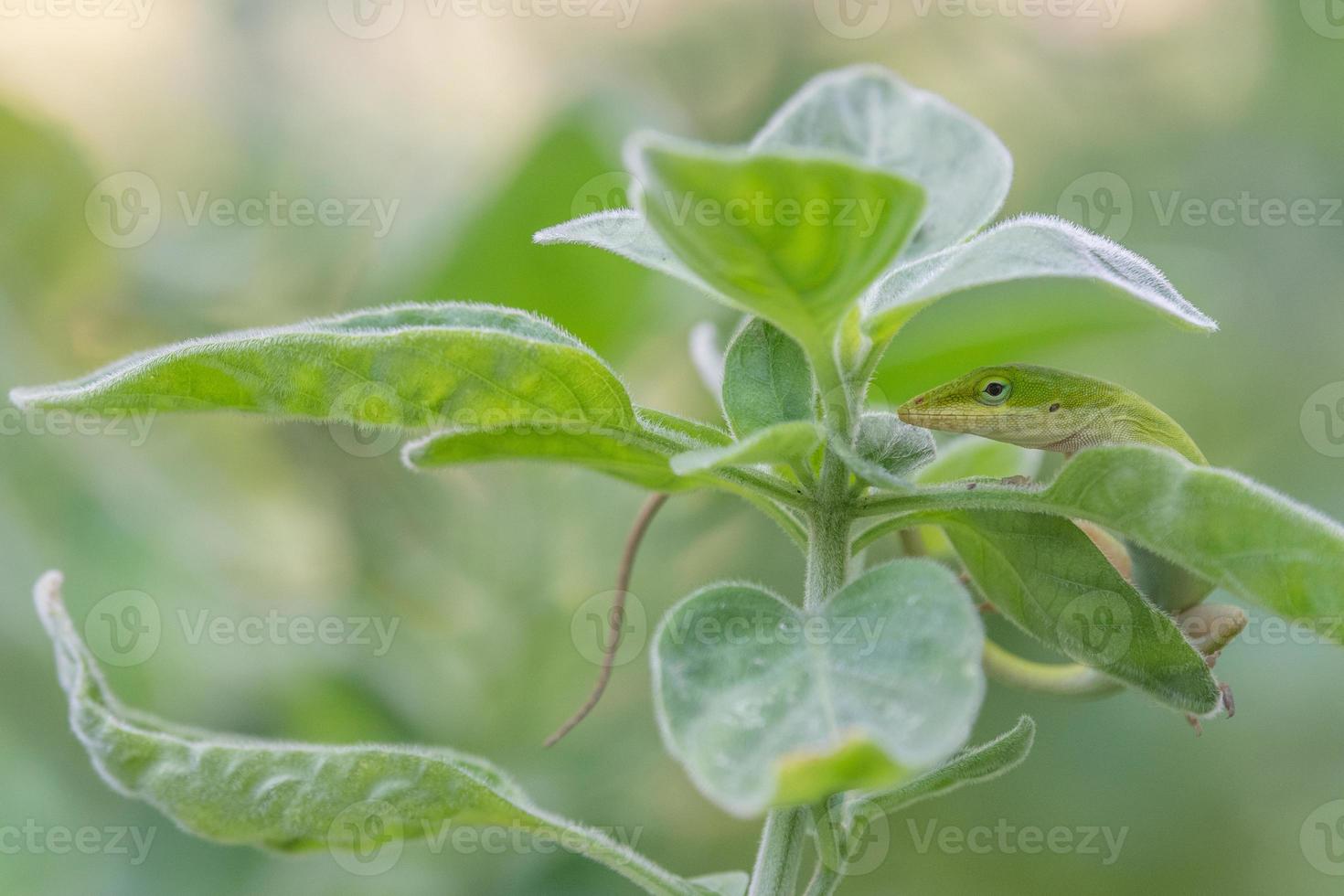 un anolis verde trepando a una planta en el jardín. foto