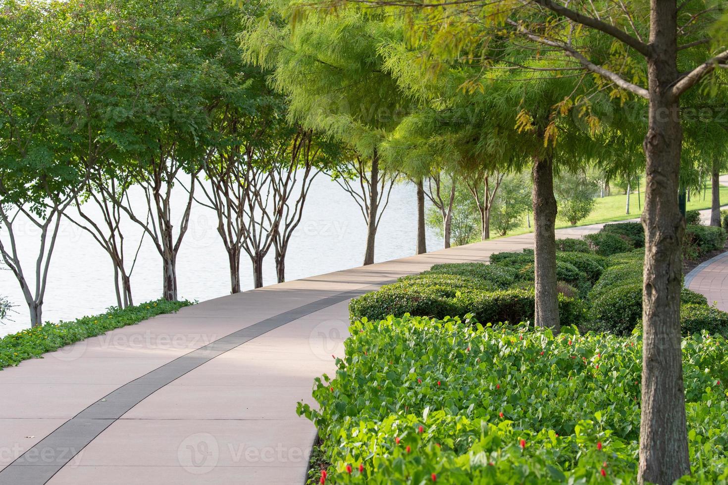 A concrete pathway bordered on both sides by a line of crepe myrtle trees and bald cypress trees. photo