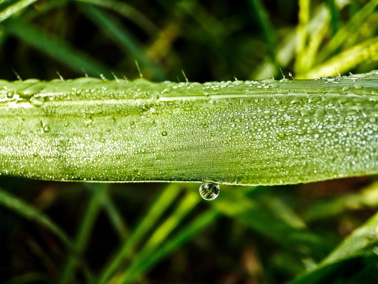 morning dew on the leaves photo