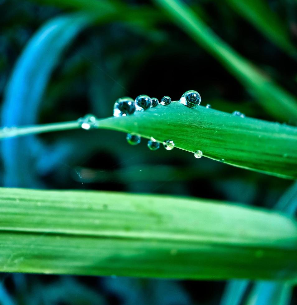 morning dew on the leaves photo