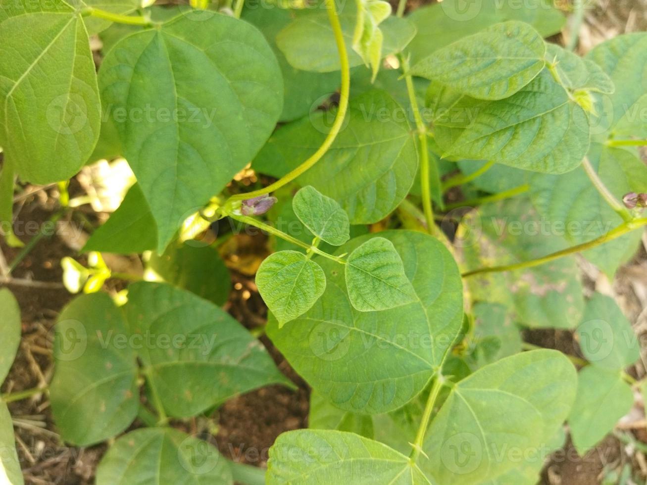 long bean tree in the garden photo