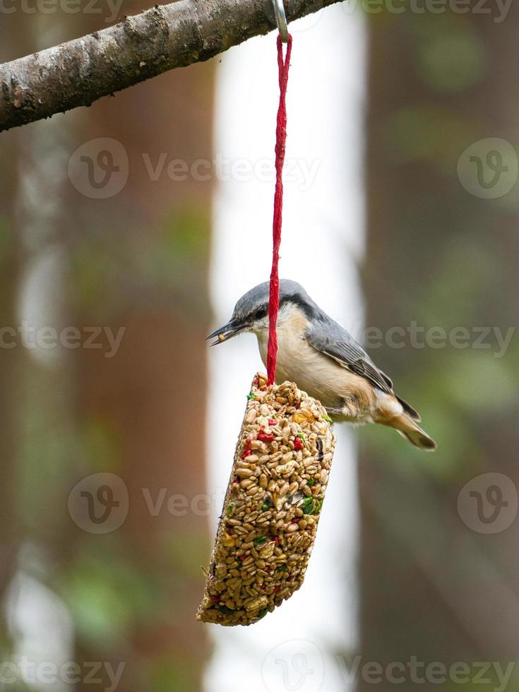 Nuthatch, observed at a feeder heart feeding in the forest. Small gray white bird photo