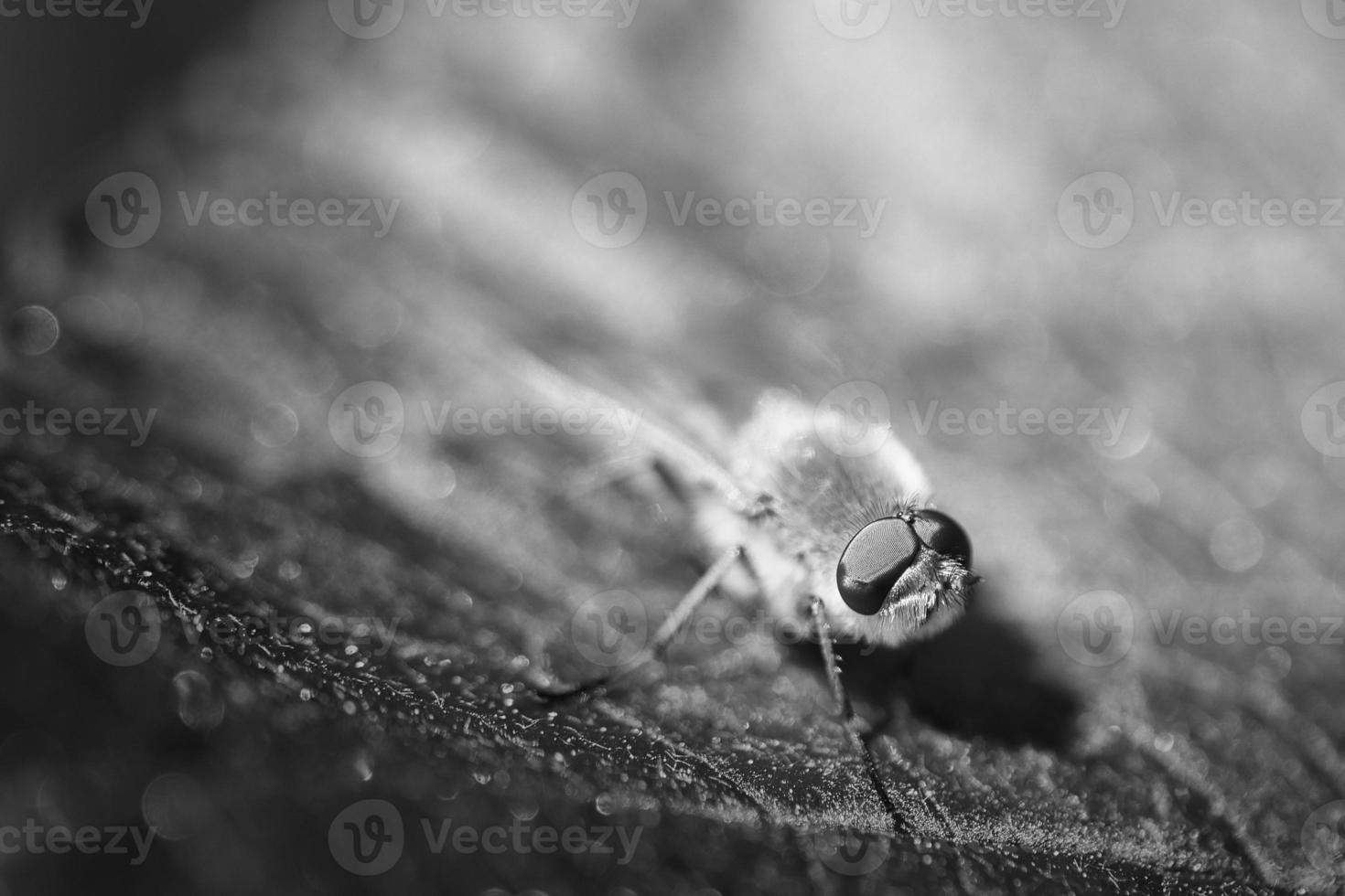 Hair rings fly in black white on a green leaf. Sunshine on the insect. Macro shot photo