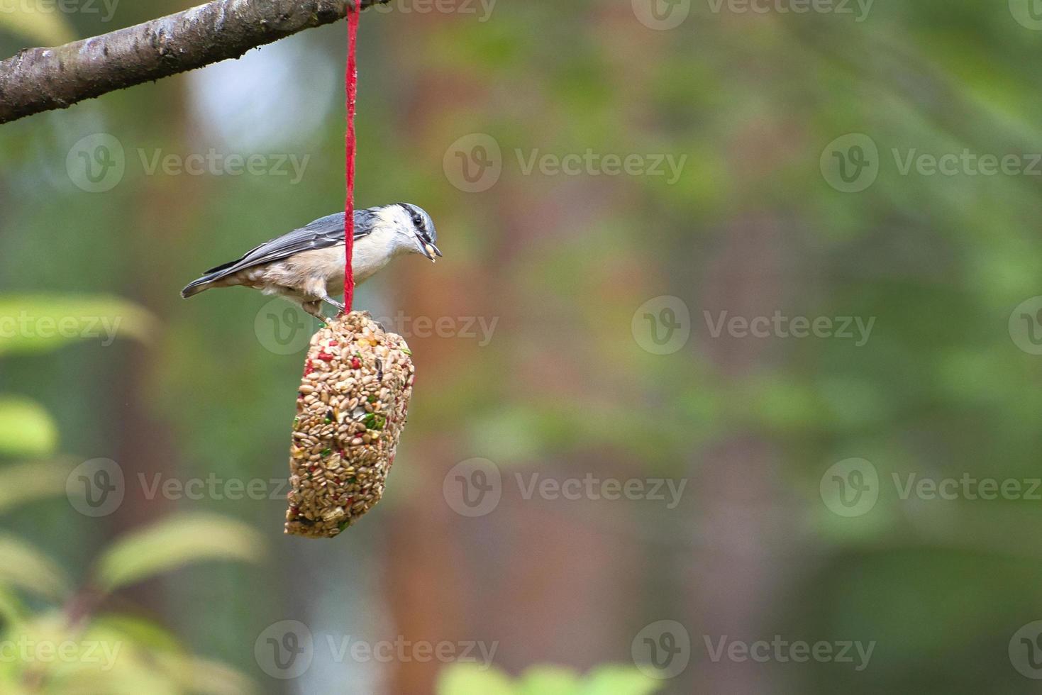 Nuthatch, observed at a feeder heart feeding in the forest. Small gray white bird photo