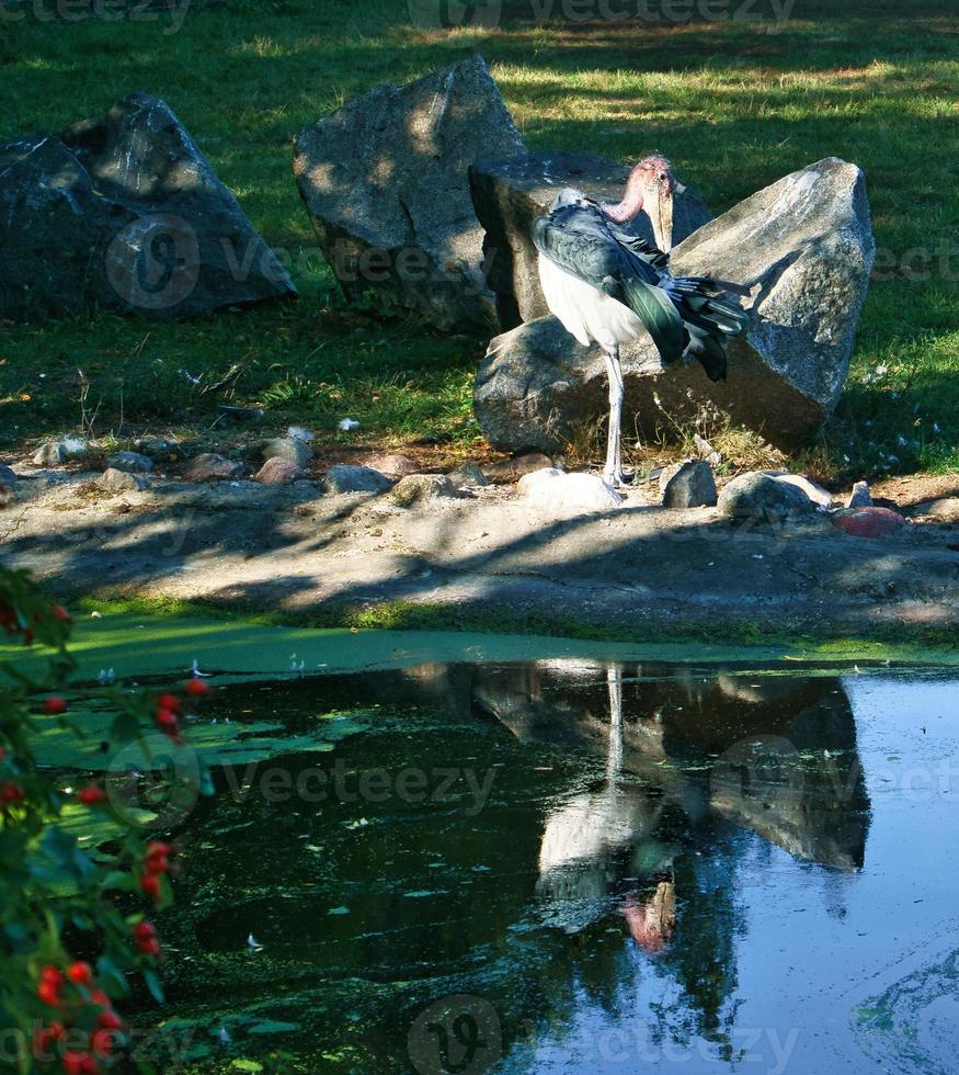 Grey heron sits on land and rests in the sun. An elegant hunter that can be found photo