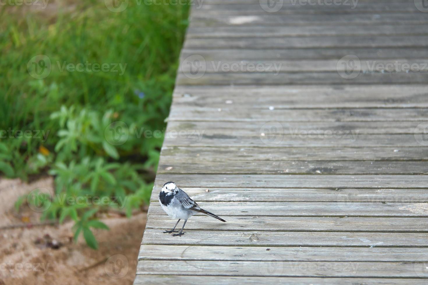 Pied wagtail on a footbridge at the water's edge. Songbird on the shore of a lake photo