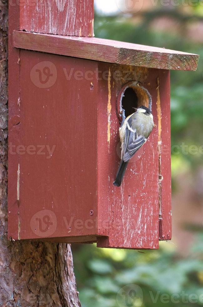 Great tit on a red bird house. Animal shot of a songbird from nature. Animal photo