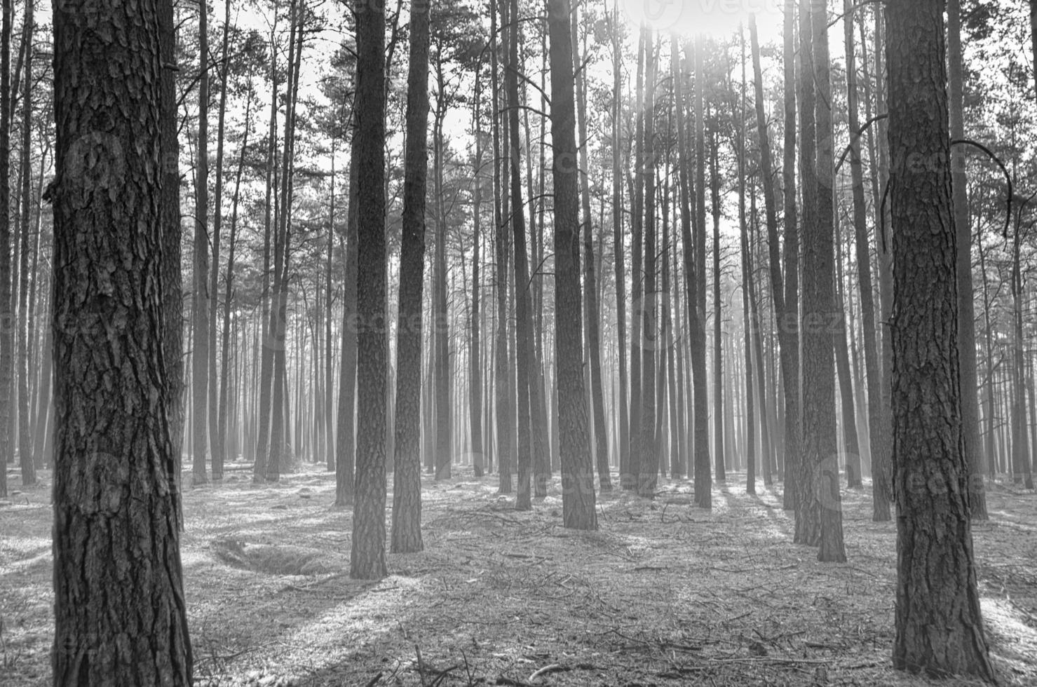 Sunlight falling through a forest of pine trees. Romantic, mythical nature mood. photo