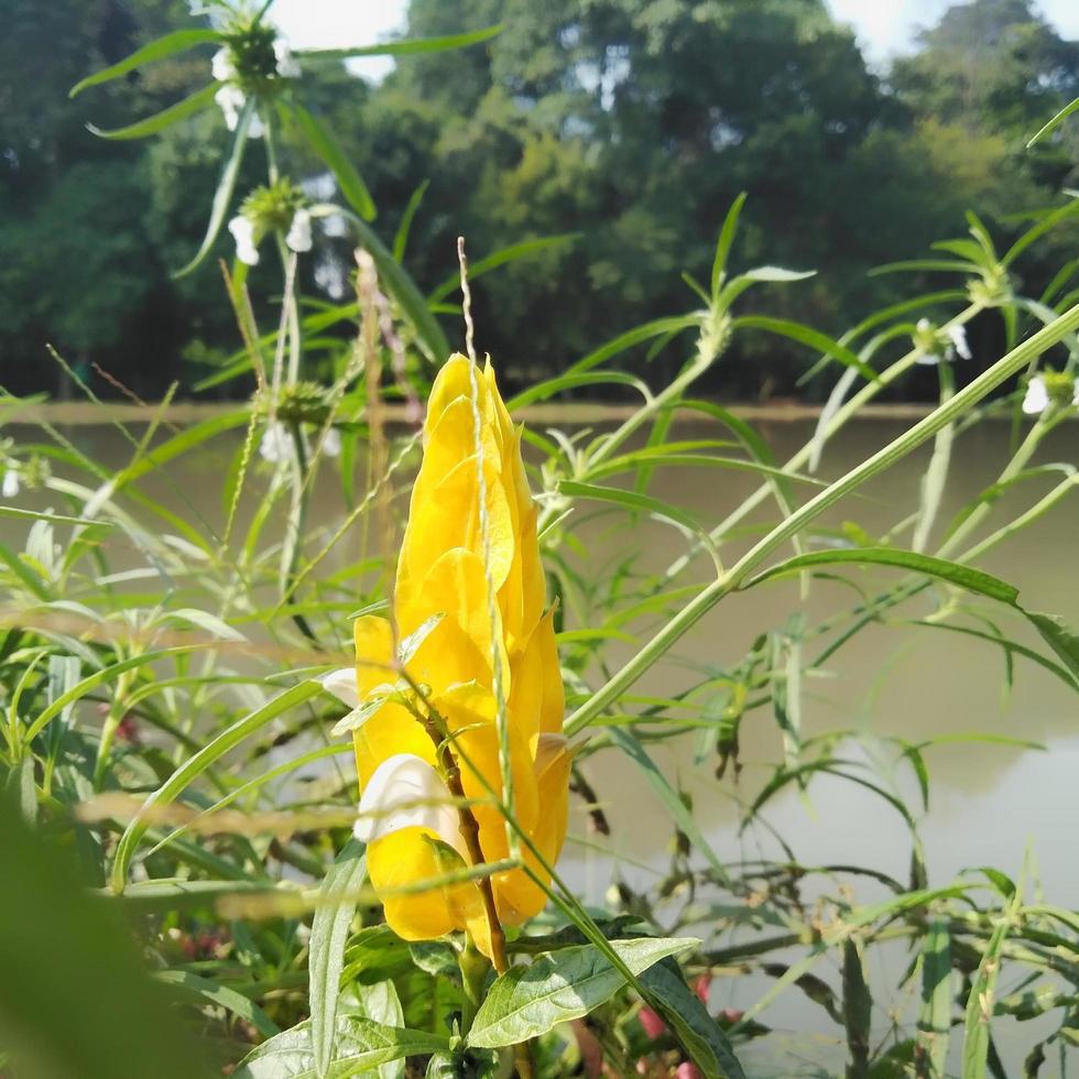 pachystachys lutea, conocida como planta de camarón dorado o planta de piruleta, foto