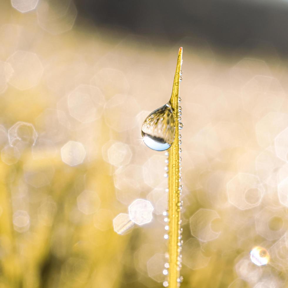 raindrops on the grass in rainy days in autumn season photo